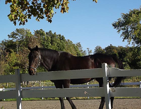 Horse boarding at Thistle Hill Weavers